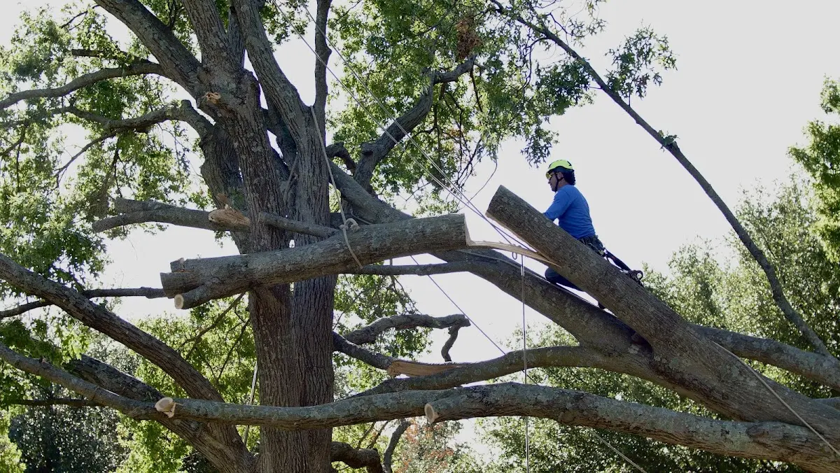 Professional Crown Thinning performed by certified arborists in Maysel
